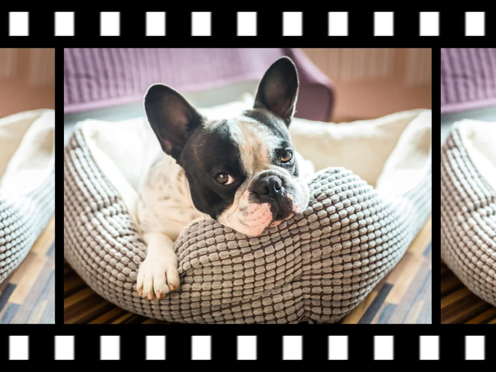 Film Strip Preview