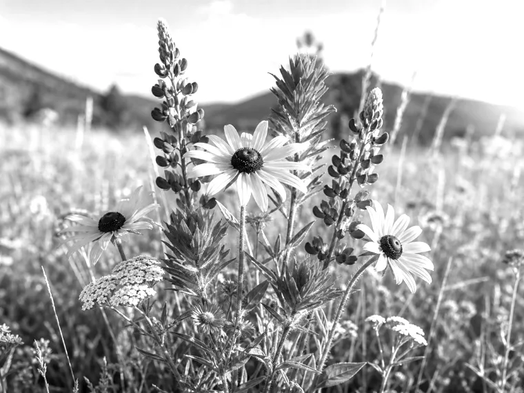 Grayscale Preview