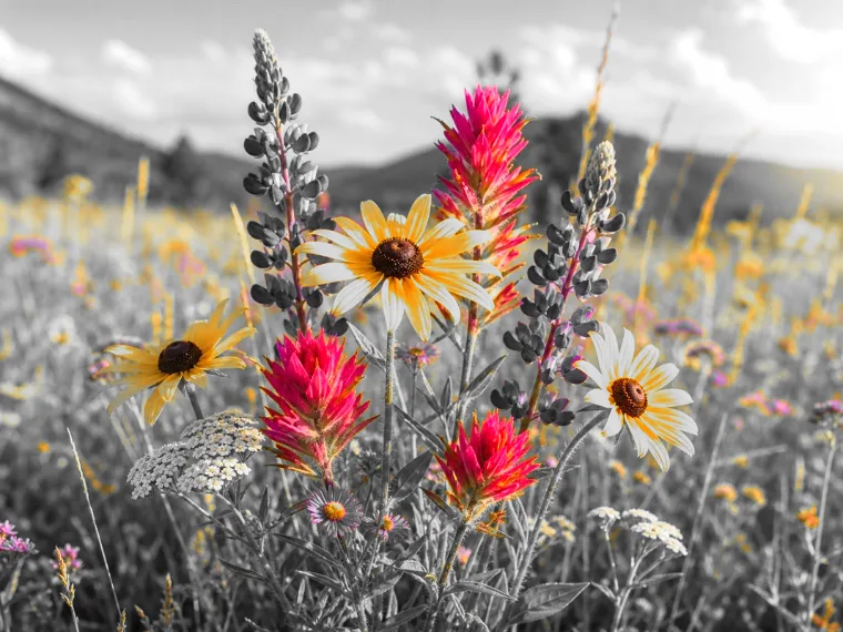 Selective Color Preview