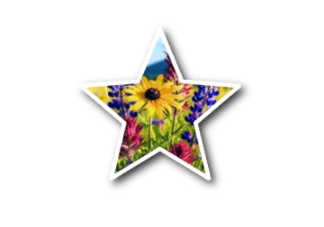 Shape Editor photo effect preview