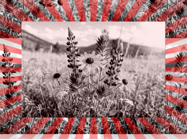 Sunburst Preview